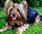 Australian Silky Terrier