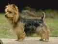 Australian Terrier