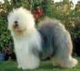 Old English Sheepdog