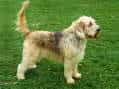 Otterhound