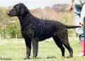 Curly-coated Retriever