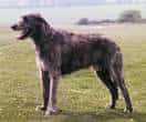 Irish Wolfhound