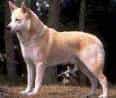 Canaan Dog