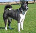 Karelian Bear Dog