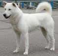 Kishu Inu