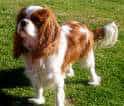 King Charles Spaniel