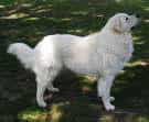 Kuvasz