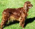 Irish Setter