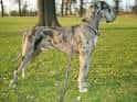 Great Dane