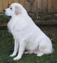 Great Pyrenees