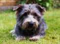 Glen of Imaal Terrier