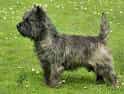 Cairn Terrier