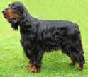 Gordon Setter