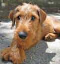 Irish Terrier