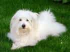 Coton de Tulear