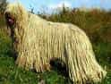 Komondor