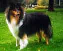 Collie