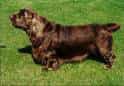 Sussex Spaniel