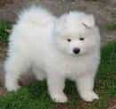 Samoyed