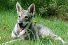 Saarloos Wolfhond