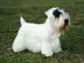 Sealyham Terrier