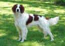 Irish Red and White Setter