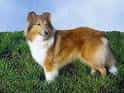 Shetland Sheepdog