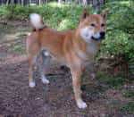 Shikoku Inu