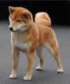 Shiba Inu