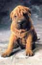 Shar-Pei