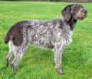 German Pointer