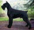 Giant Schnauzer