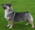 Swedish Vallhund