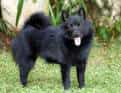 Schipperke