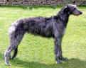 Scottish Deerhound