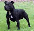 Staffordshire Bull Terrier