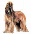 Afghan Hound