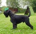 Standard Schnauzer