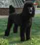 Standard Poodle