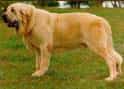 Spanish Mastiff