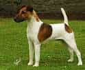 Smooth Fox Terrier