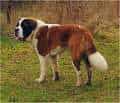 St.Bernard