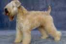 Soft-coated Wheaten Terrier