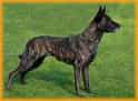 Dutch Shepherd Dog