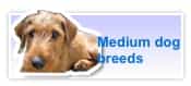 Medium dog breeds