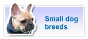 Small dog breeds